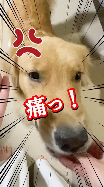 おやつを持っている女性の指を口に咥える犬