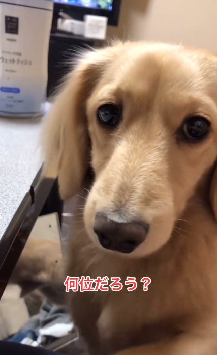 飼い主さんに近寄るモナカくん