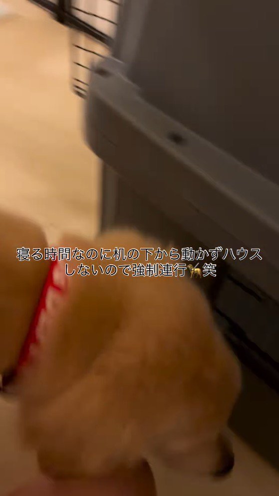 サークルの中を歩く子犬