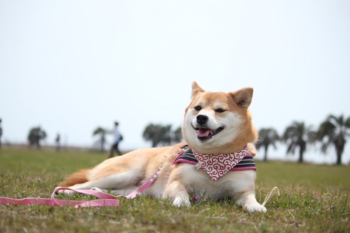 芝生の上で休憩中の柴犬