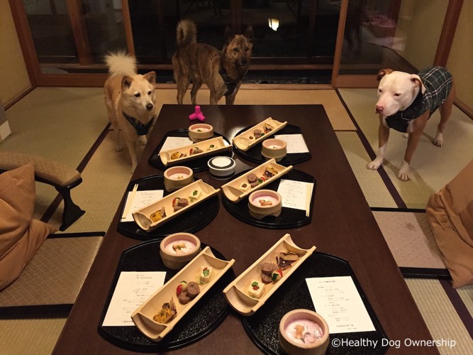 ご飯を目の前にしている犬達