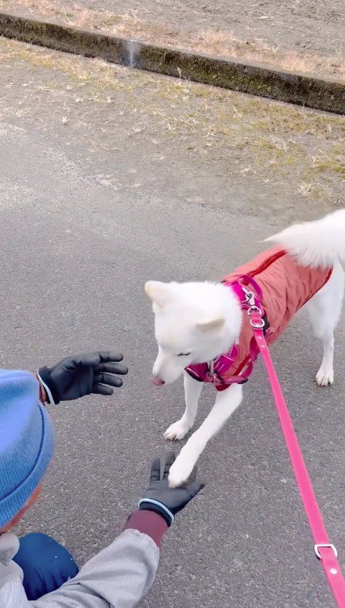 男性の手に自分の足を乗せる白い犬