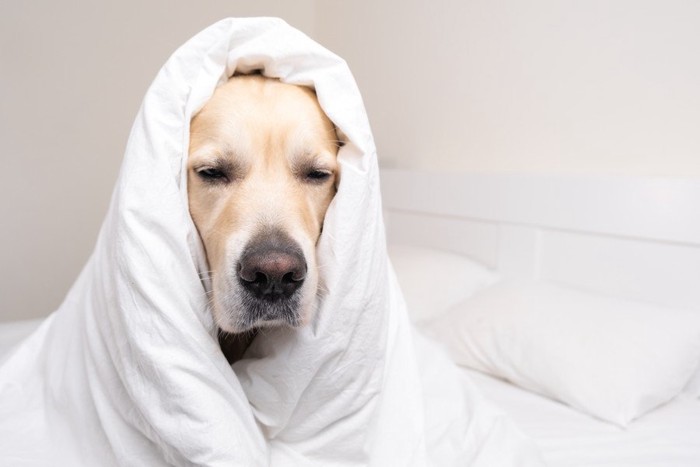 元気のない様子の犬