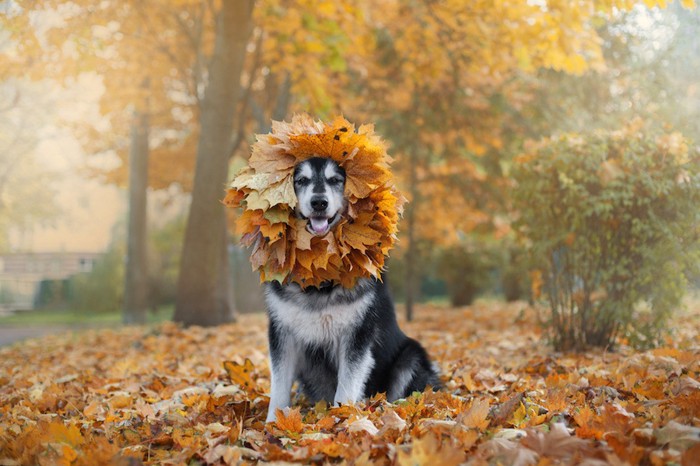 落ち葉のアクセサリーをつけた犬