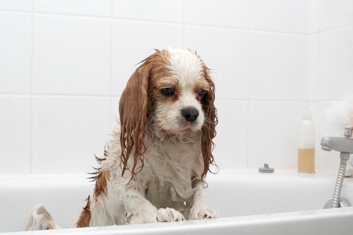 お風呂場で濡れている犬