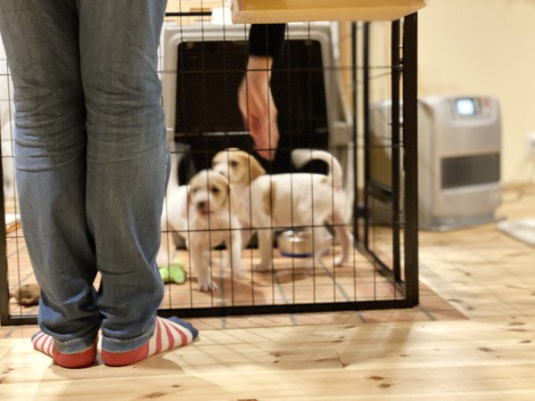 室内に子犬専用のスペースを作っておく