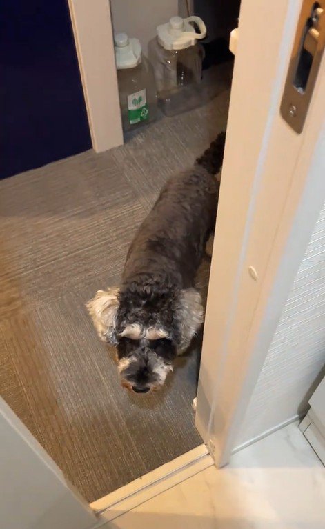 お風呂から出た時のポポちゃんの態度2