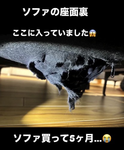 ソファ裏が大きく裂けた様子