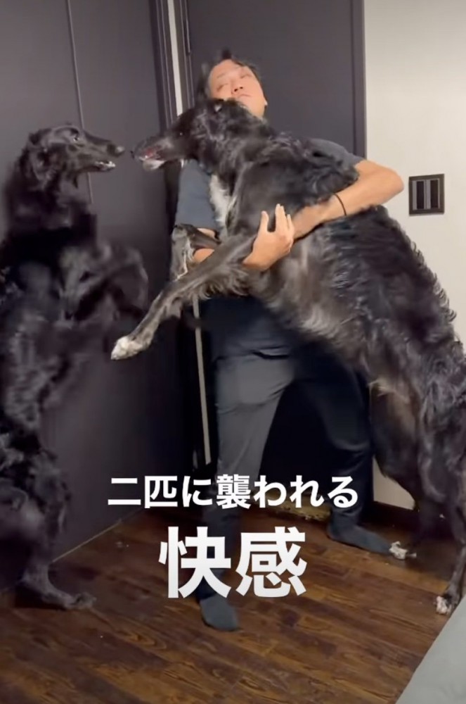 パパを取り合う2頭のボルゾイ