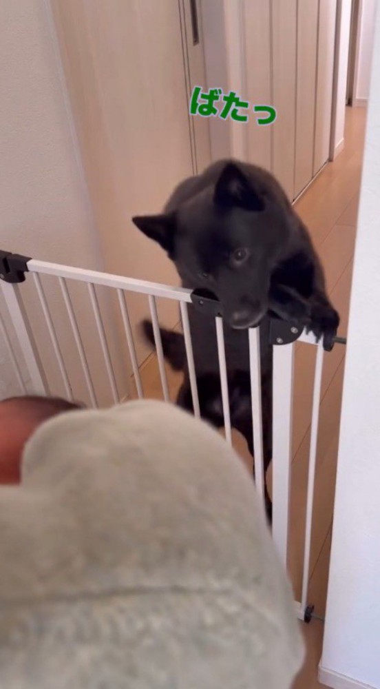 柵に前足を乗せて壁際に近づく犬