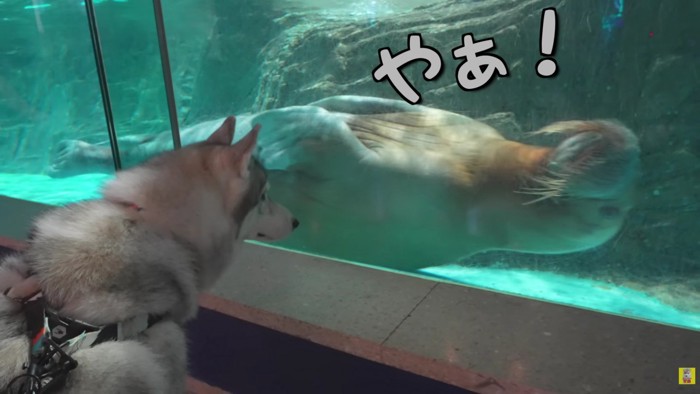 ご挨拶できたよ♪