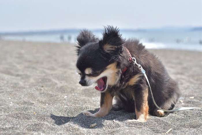 口を大きく開ける犬