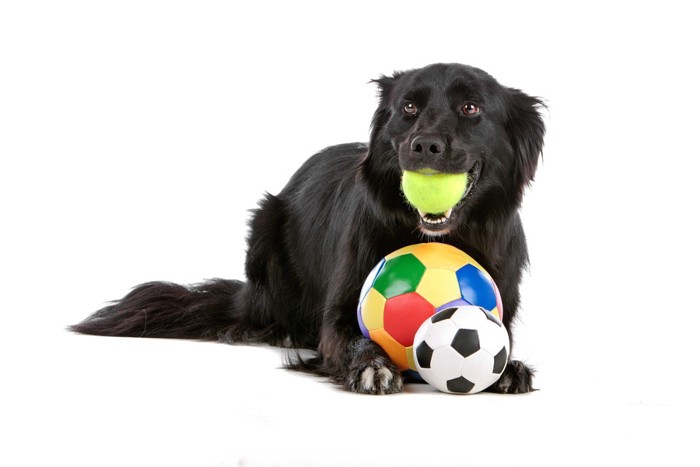 おもちゃで遊ぶ犬