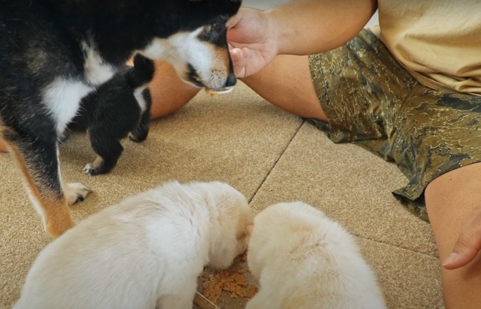 スプーンでご飯をもらう母犬