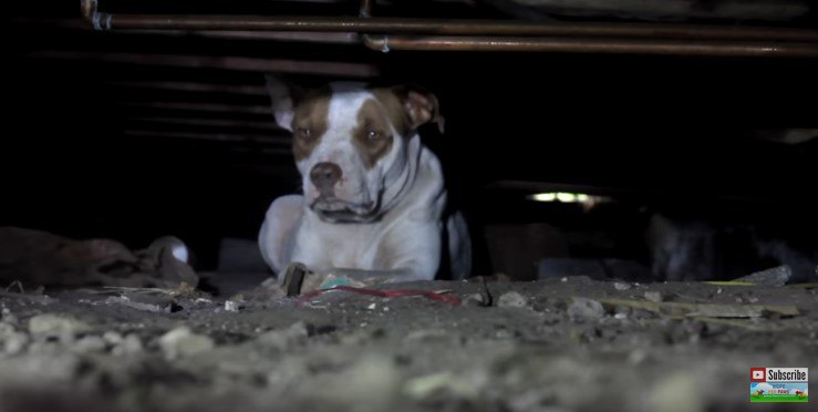 建物の下に隠れた犬