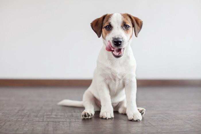 舌を出している犬