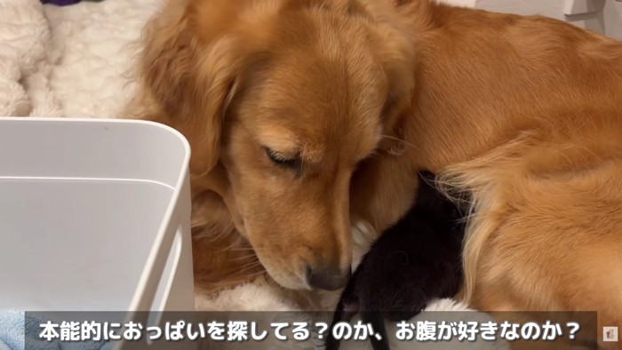 赤ちゃん猫も信頼を置いている