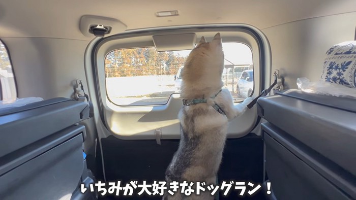 ドッグランに到着したいちみちゃん