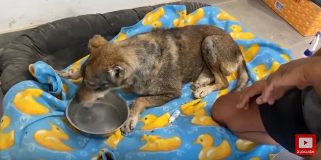 水を飲む犬