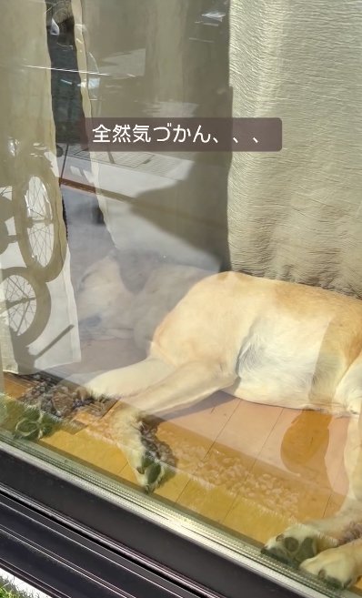 窓際で眠る犬