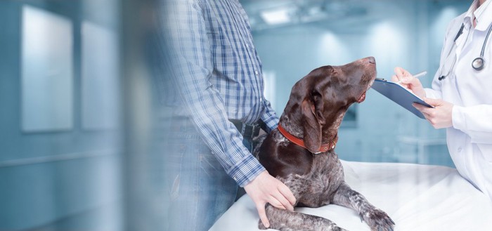 動物病院と診察中の犬