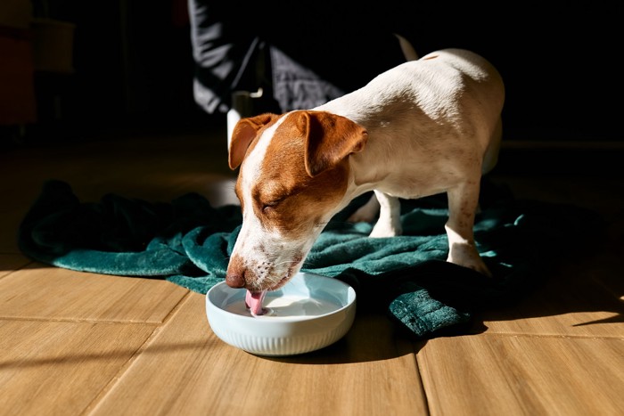 起きてすぐにヤギミルクを食器から飲む犬