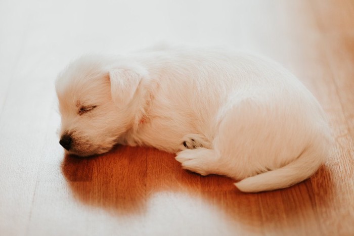 フローリングの上で丸くなって寝る犬