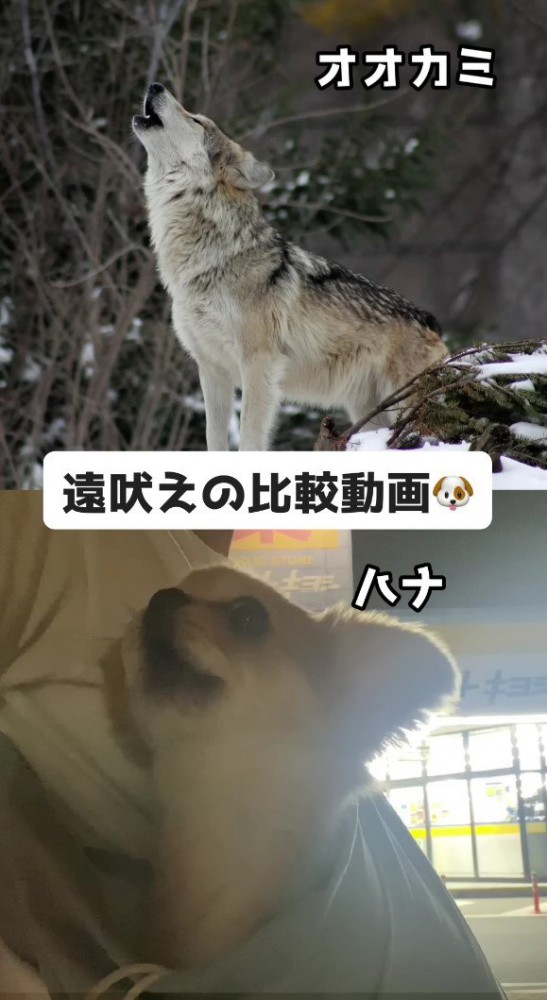 愛犬とオオカミの遠吠えを比較！