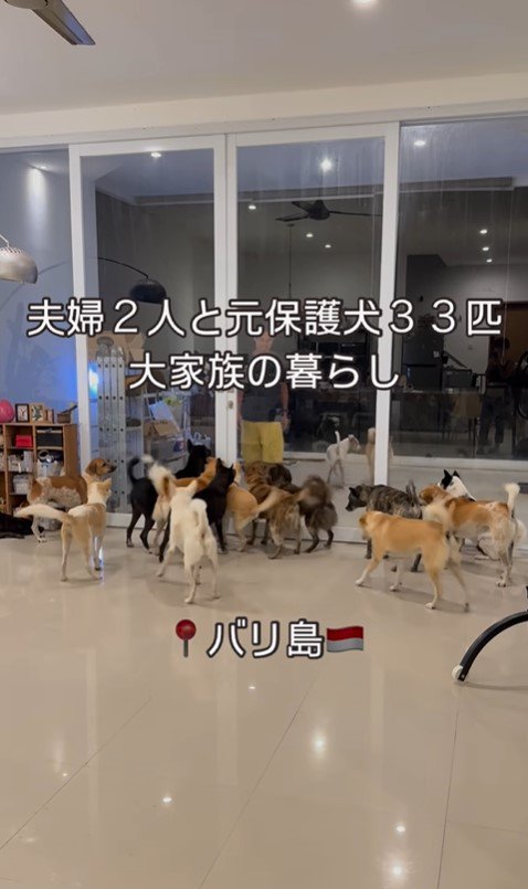 32匹の保護犬たちのお出迎え2