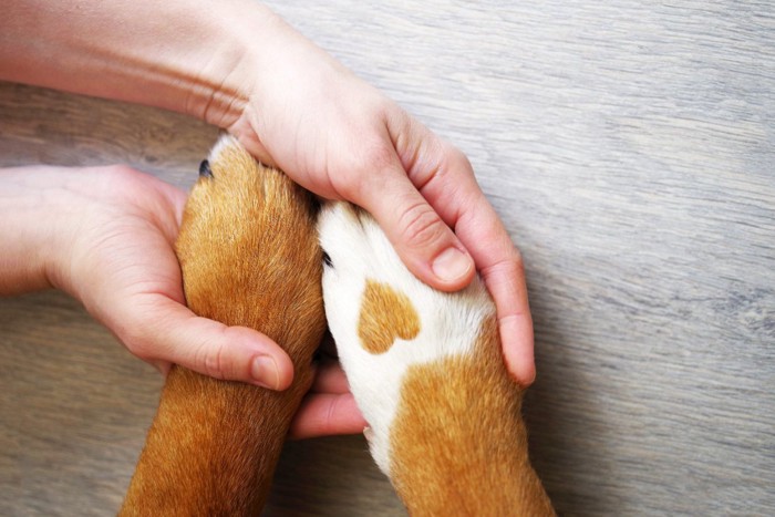 犬の前足を包む手