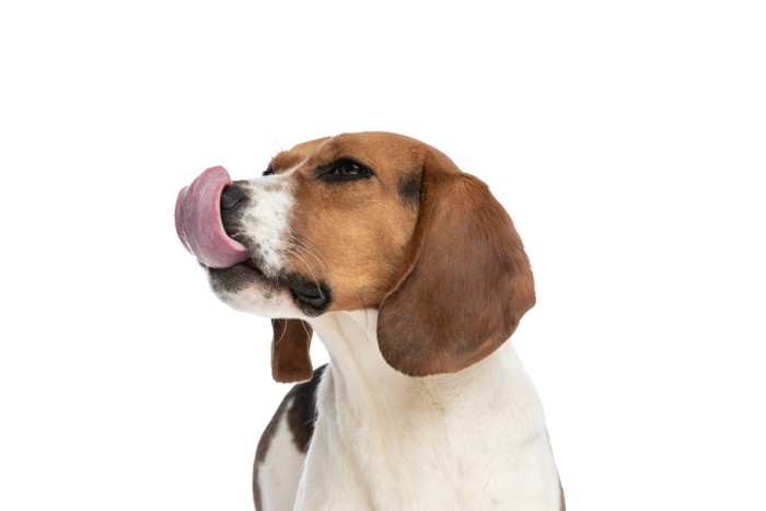 顔を背けながら舌を出して鼻先を舐めている犬