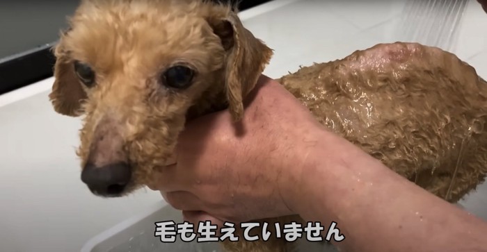 シャワーを浴びている犬