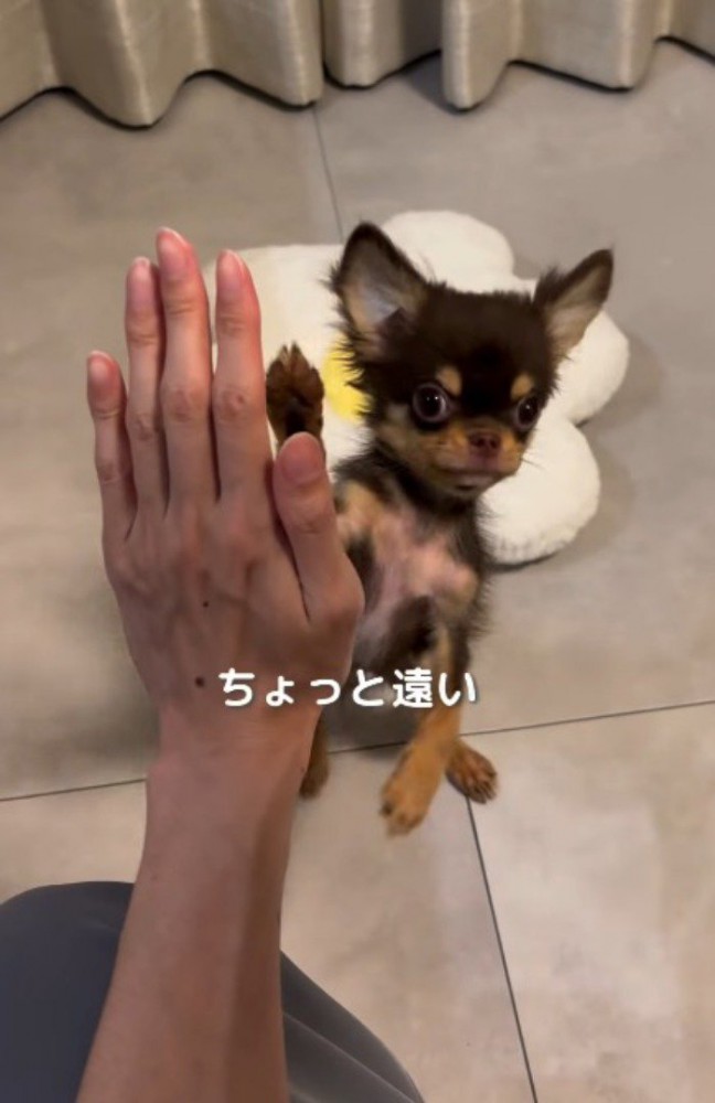 飼い主から少し離れた位置で前足を上げる子犬