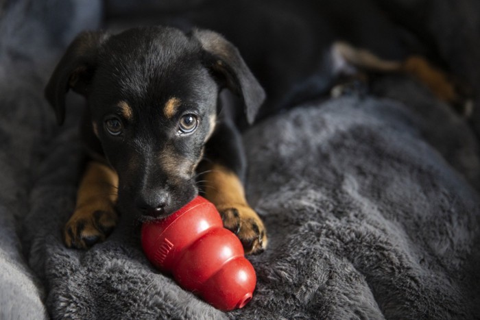 知育玩具で遊ぶ犬