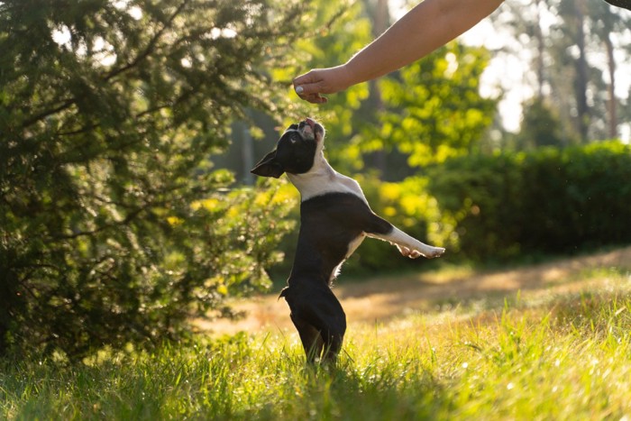 勢いで立ち上がる犬