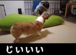 お兄ちゃんと猫を見る犬