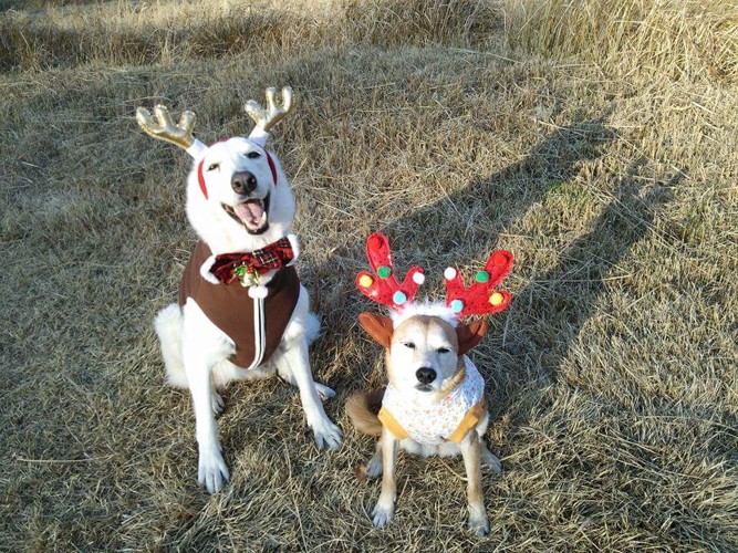 ホワイトスイスシェパードとミックスクリスマス仮装