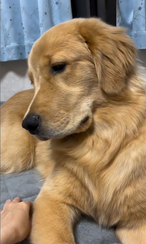 上を向いてほしい飼い主さんVSモンガータくん8