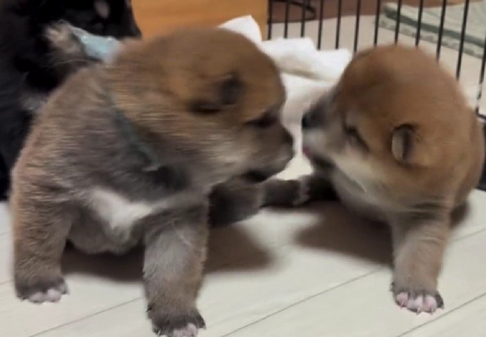 まだまだあどけないワンプロ