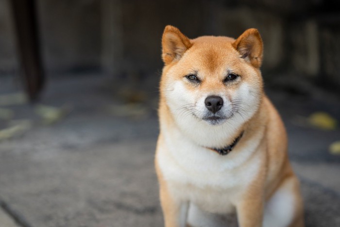 座ってジッと見つめる柴犬