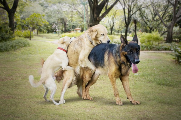 三匹でマウンティングしている犬達