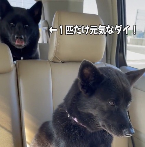 前を見つめる犬と後ろの犬