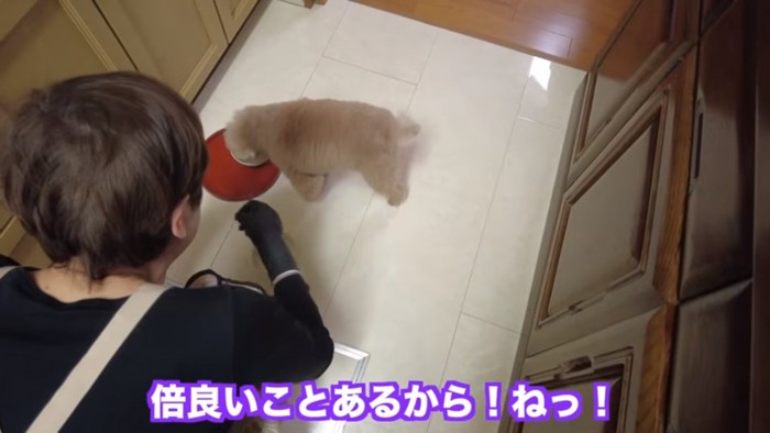 りんごをもらう虎太郎くん