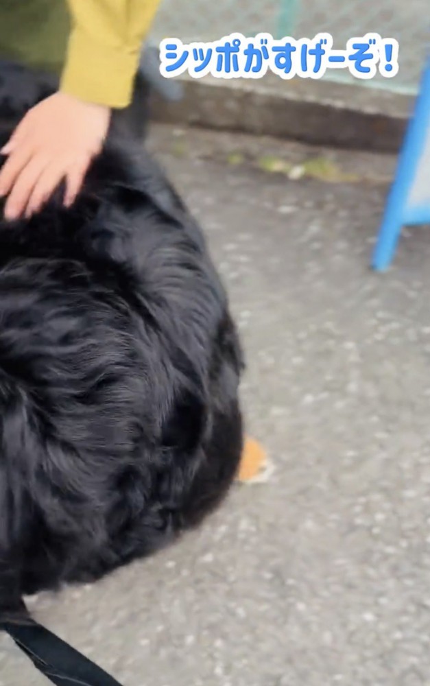 なでられている犬の背中