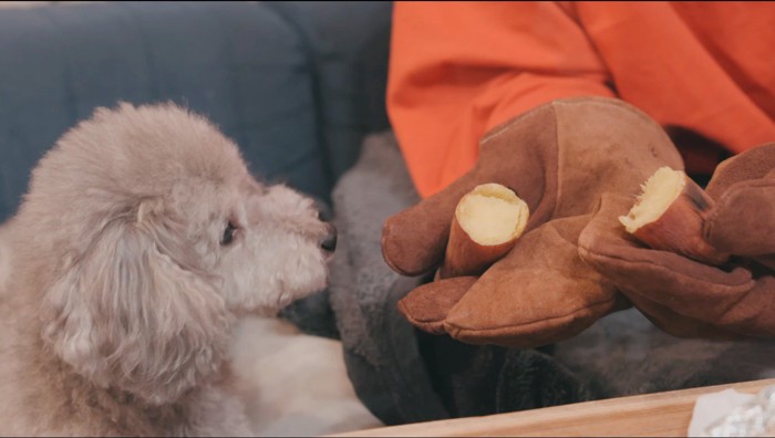 飼い主が半分に割った芋を見つめる犬