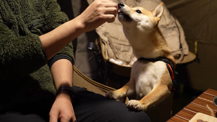 ジビエを食べる久兵衛くん