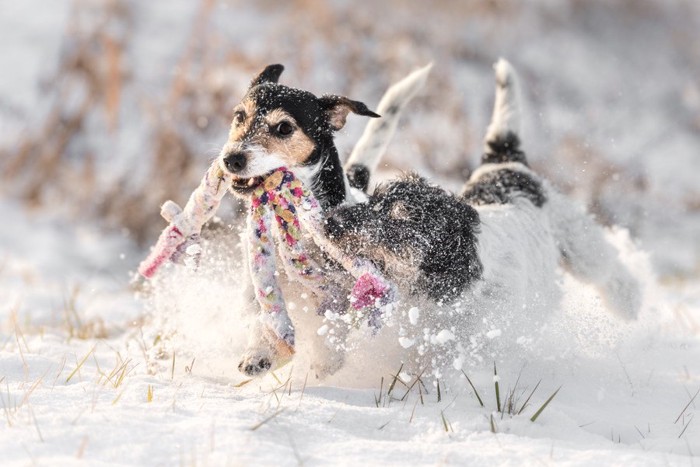 雪の中、おもちゃをくわえて走る二頭の犬