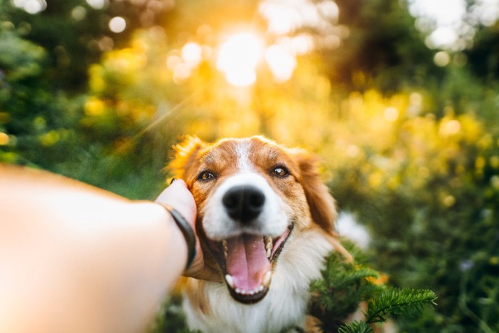 笑顔の犬