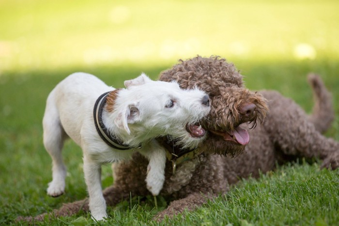 遊んでいる2頭の犬