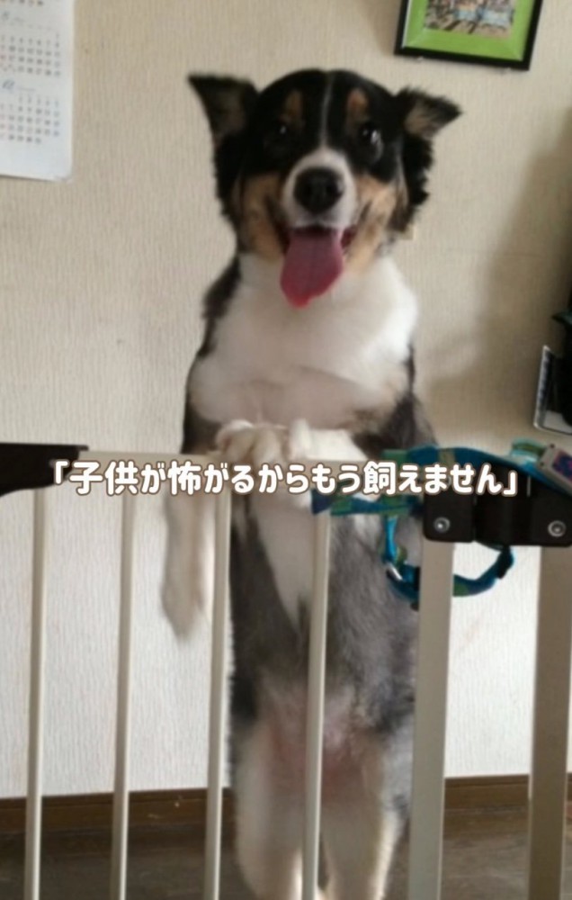 立ち上がる犬